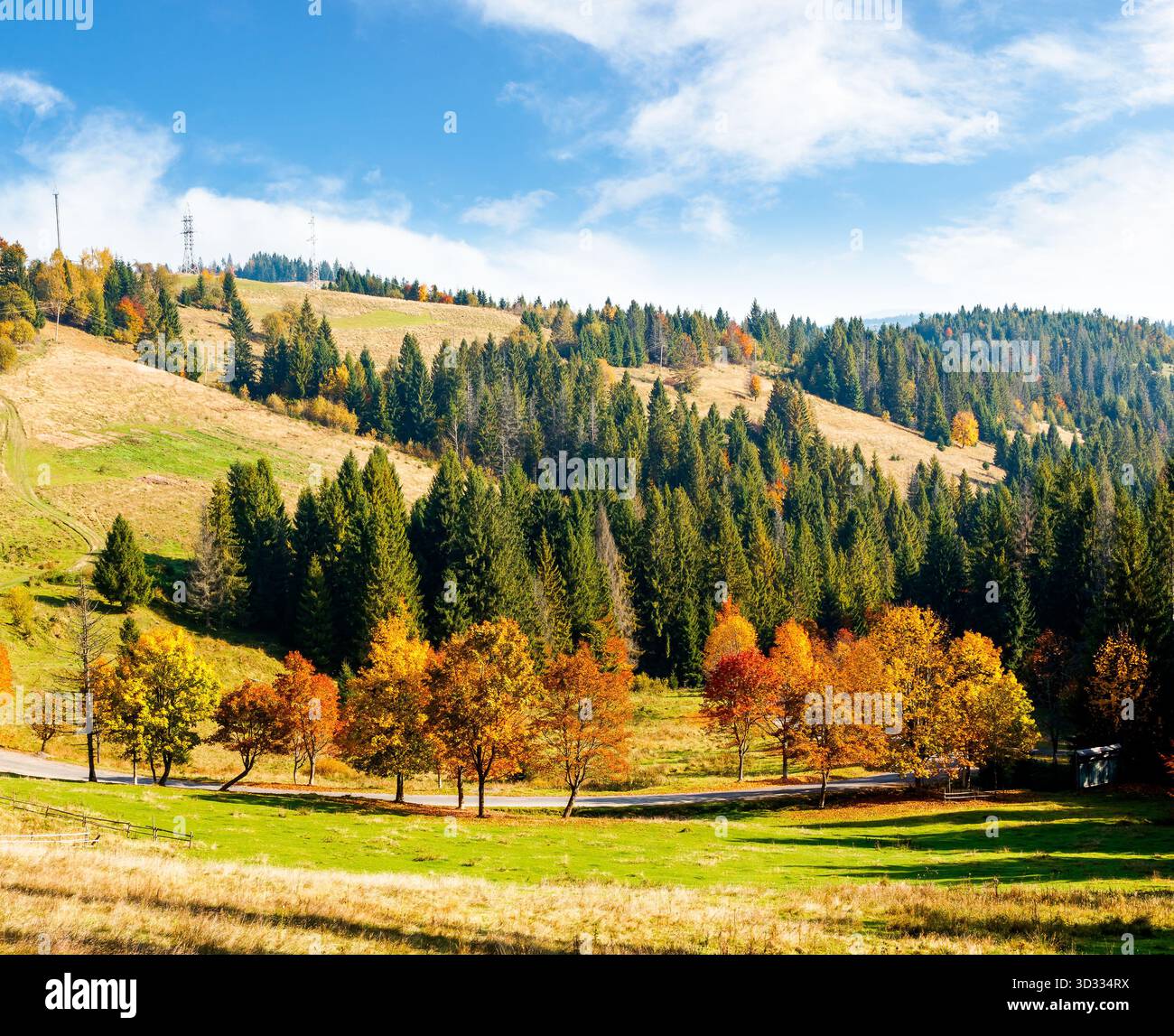 autumn landscape with road through valley near coniferous forest with trees in colorful leaves. beautiful countryside scene in carpathian mountains of Stock Photo