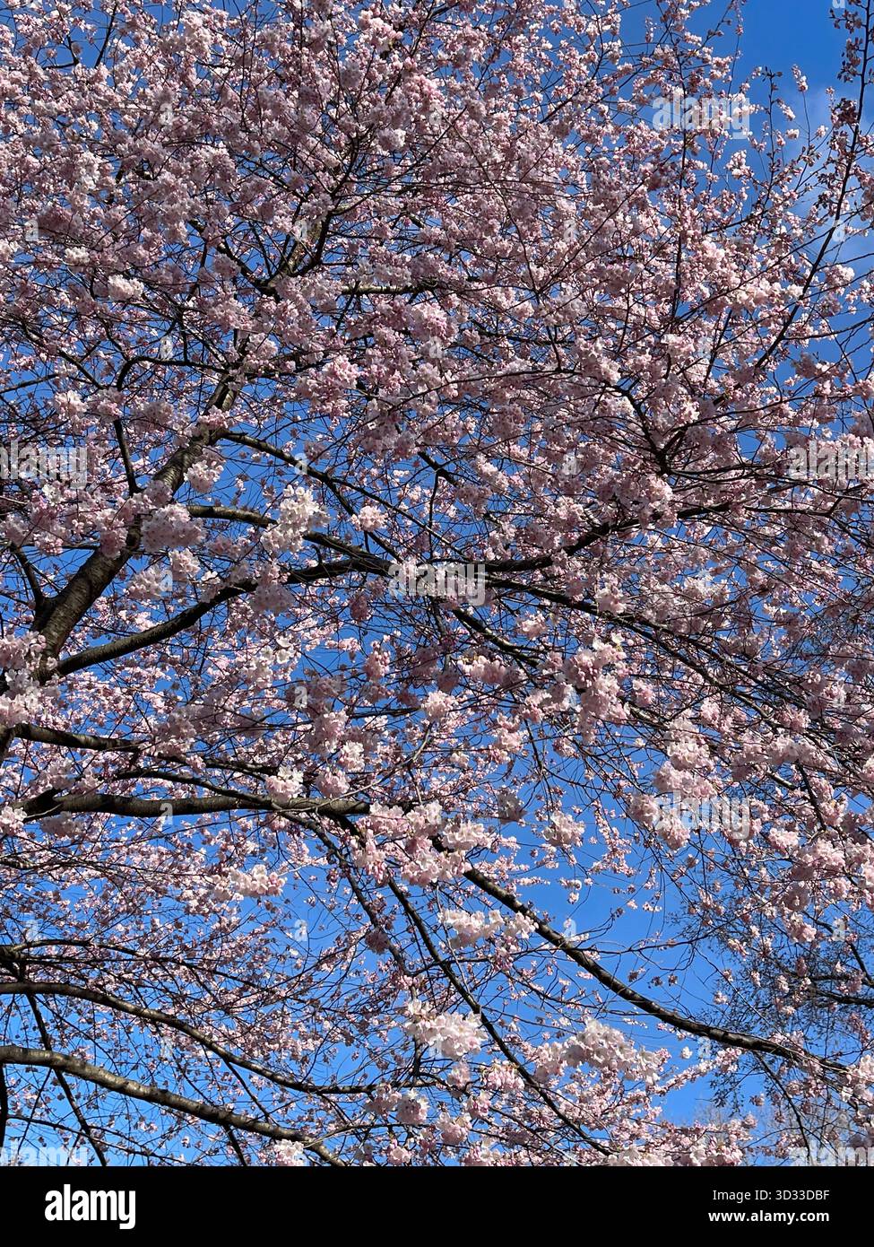 Blossoming trees reach for the sky in Central Park’s springtime glory - Smartphone Captured Stock Image