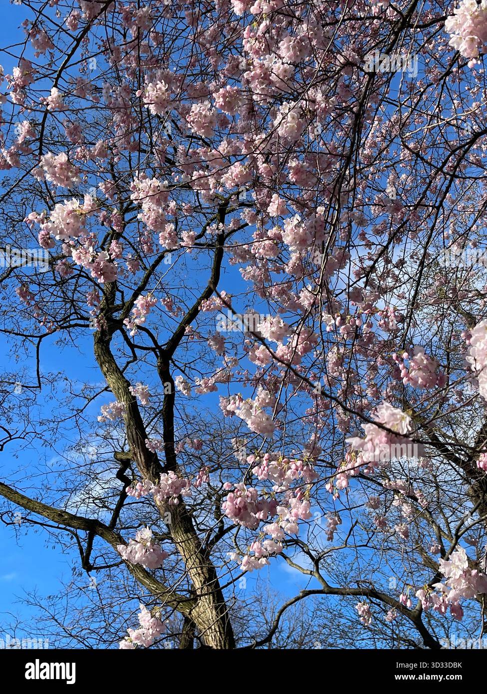 Blossoming trees reach for the sky in Central Park’s springtime glory - Smartphone Captured Stock Image