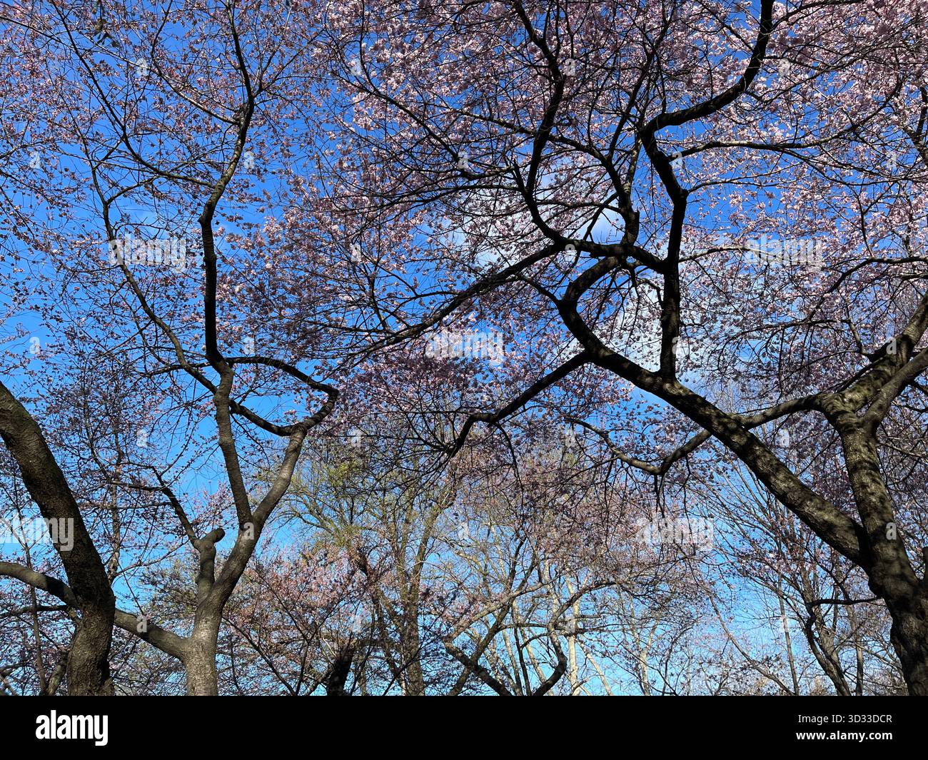 Blossoming trees reach for the sky in Central Park’s springtime glory - Smartphone Captured Stock Image