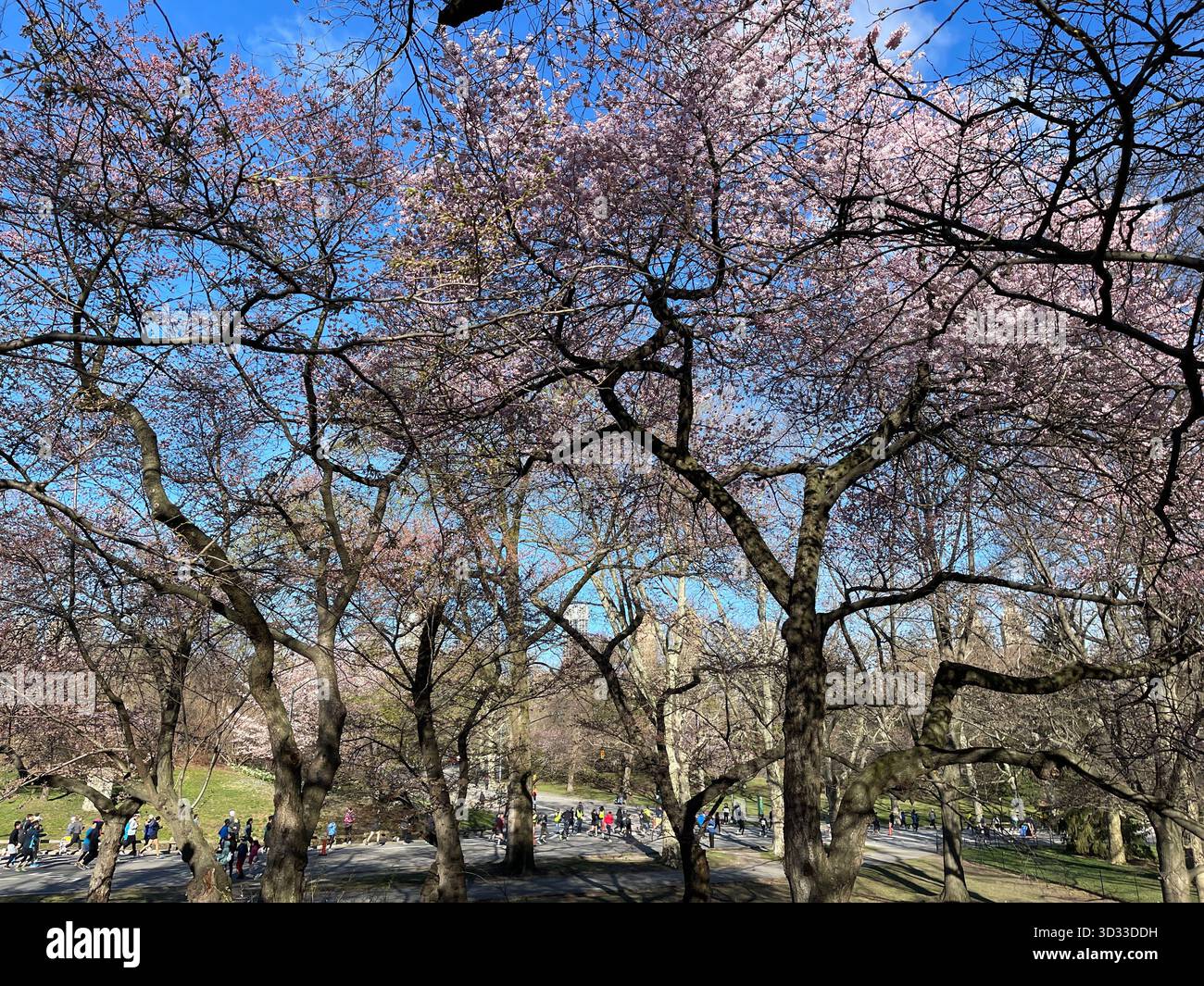 Blossoming trees reach for the sky in Central Park’s springtime glory - Smartphone Captured Stock Image