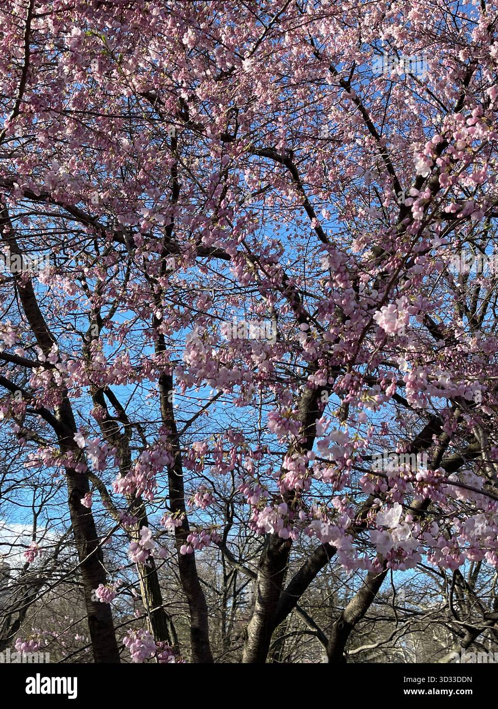 Blossoming trees reach for the sky in Central Park’s springtime glory - Smartphone Captured Stock Image
