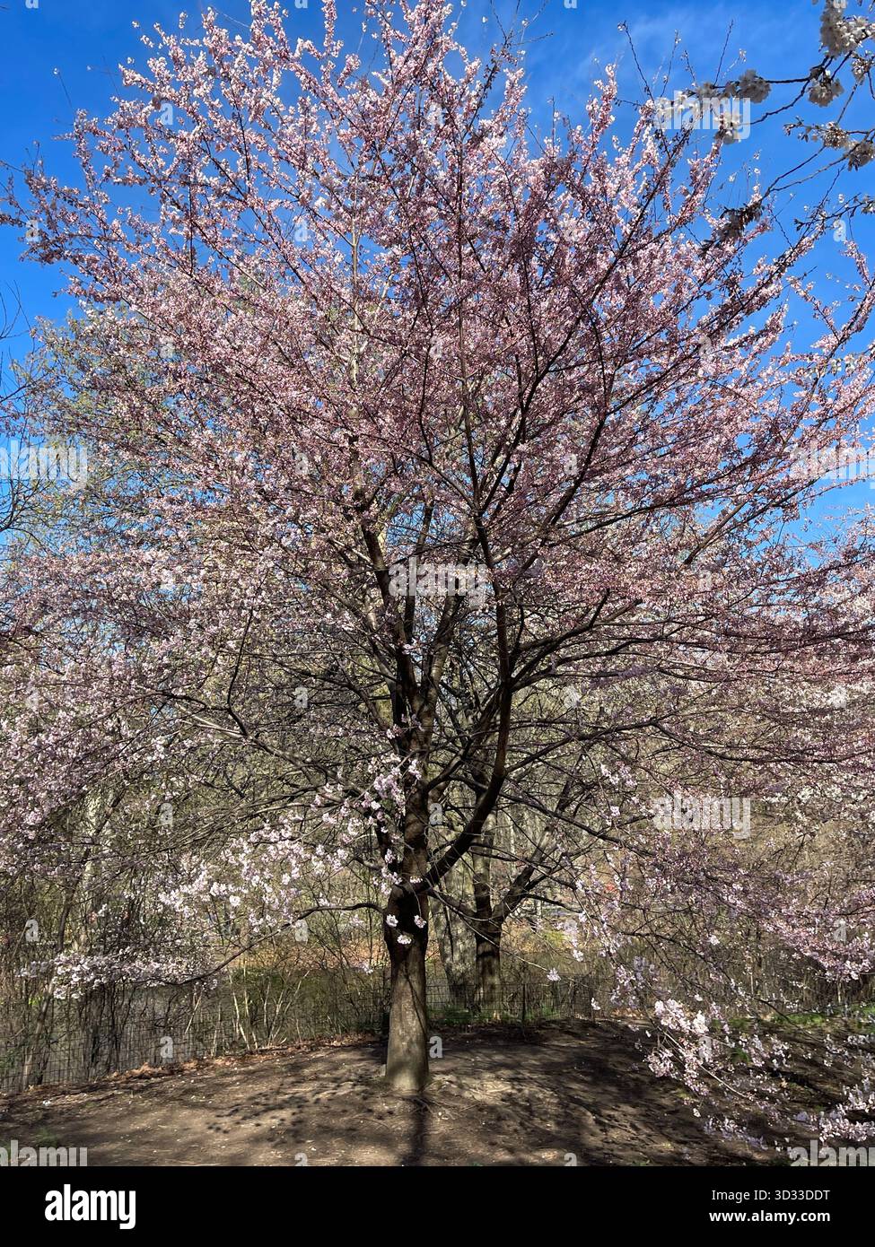 Blossoming trees reach for the sky in Central Park’s springtime glory - Smartphone Captured Stock Image