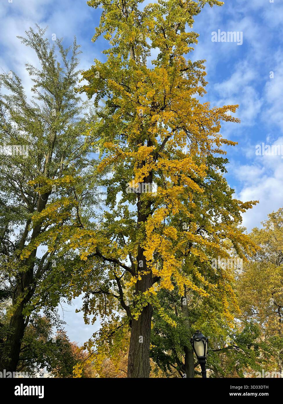 Autumn transforms the park’s trees into a vibrant seasonal masterpiece - Smartphone Captured Stock Image