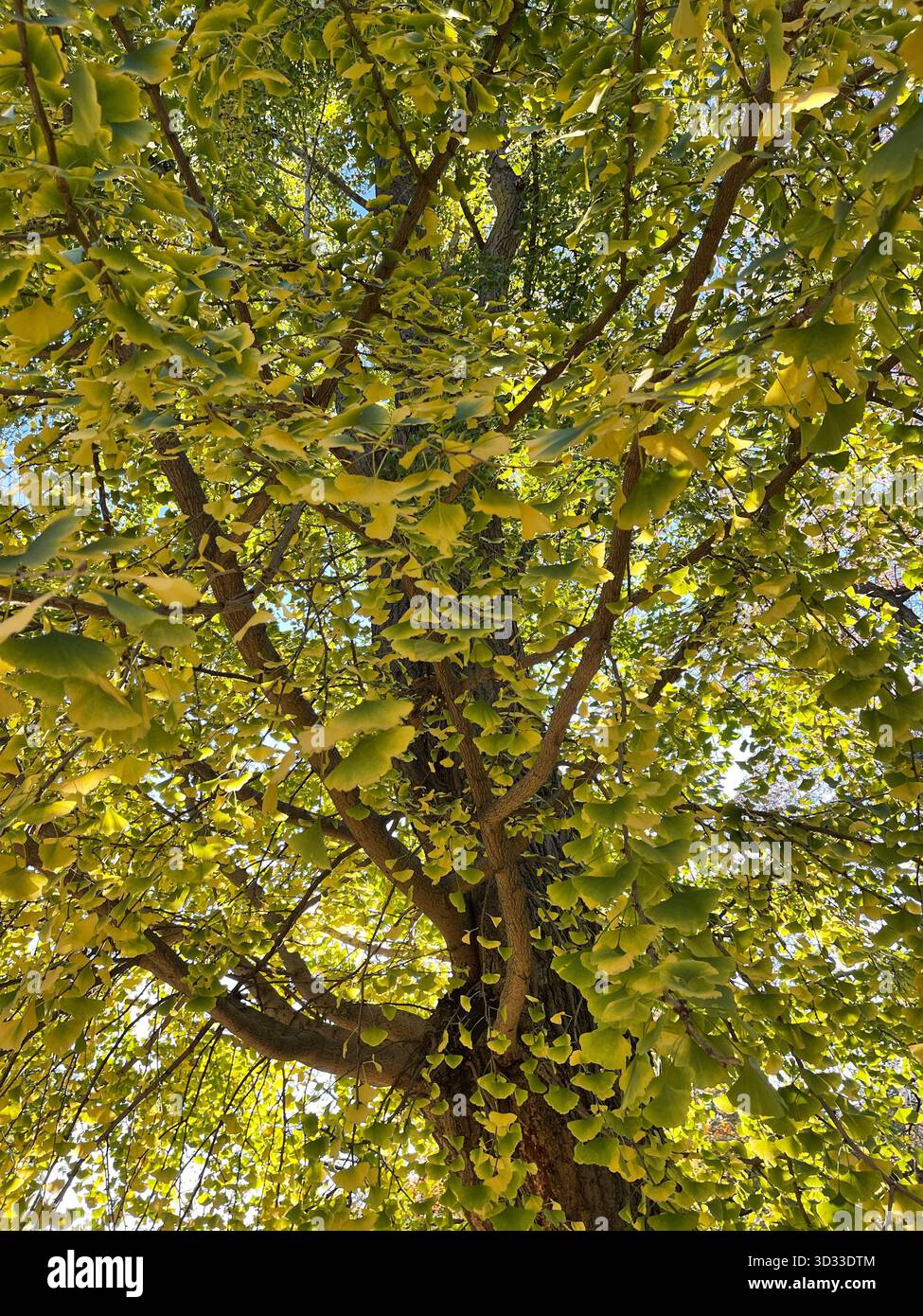 Autumn transforms the park’s trees into a vibrant seasonal masterpiece - Smartphone Captured Stock Image