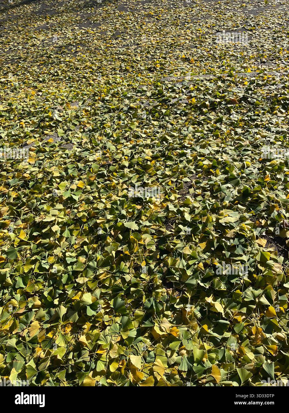 The spirit of autumn in Central Park, New York City - Smartphone Captured Stock Image