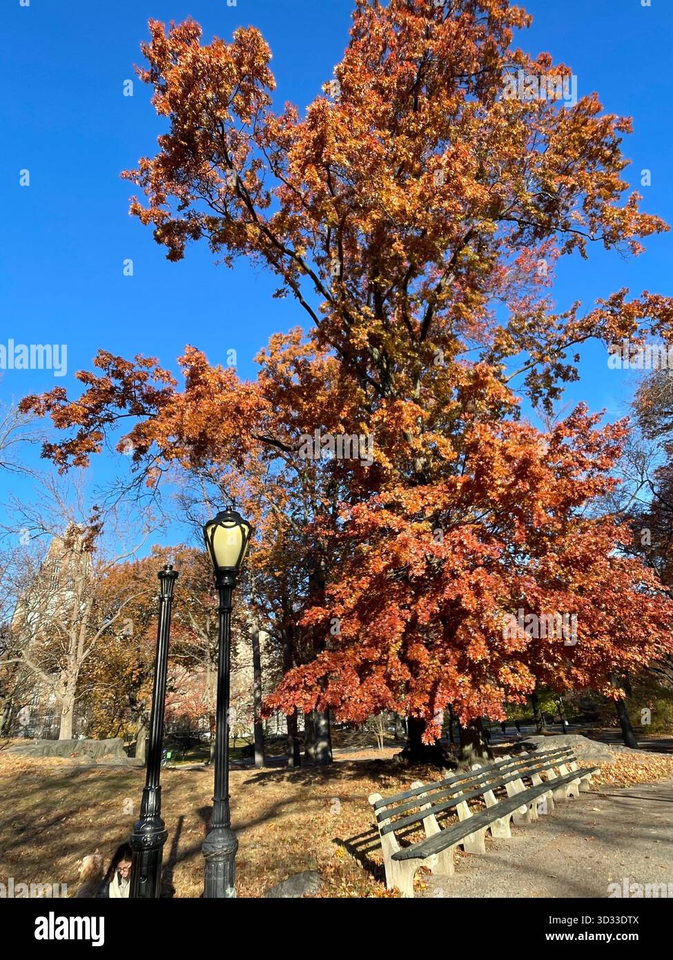 Autumn transforms the park’s trees into a vibrant seasonal masterpiece - Smartphone Captured Stock Image