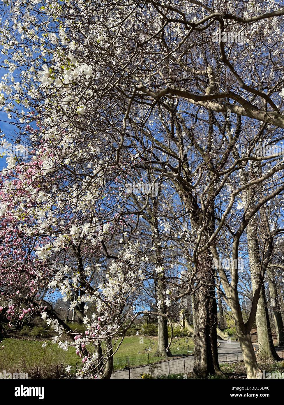 The spirit of autumn in Central Park, New York City - Smartphone Captured Stock Image