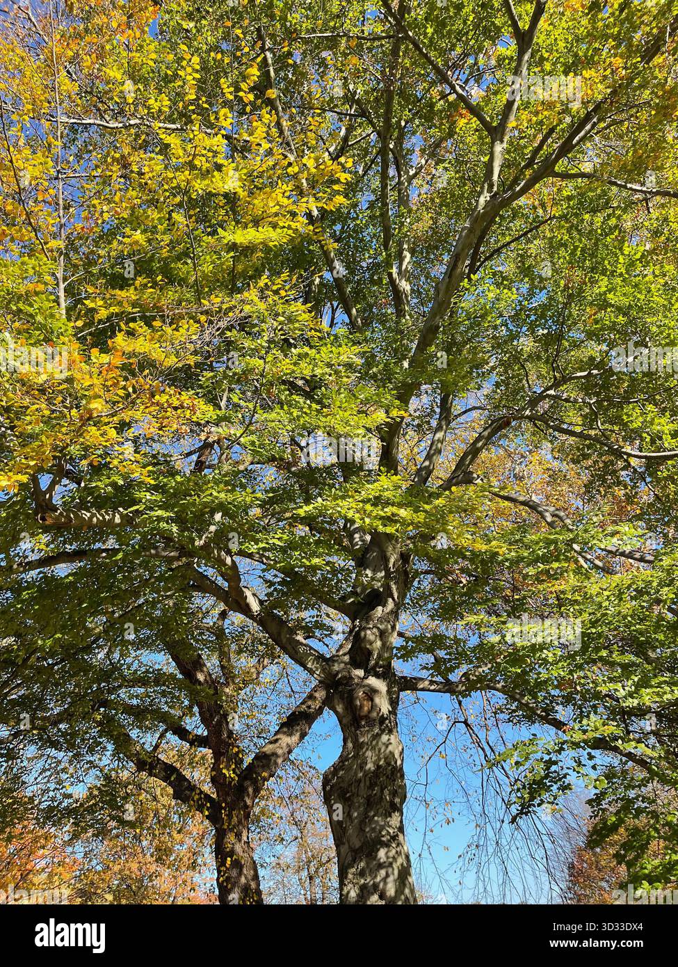The spirit of autumn in Central Park, New York City - Smartphone Captured Stock Image