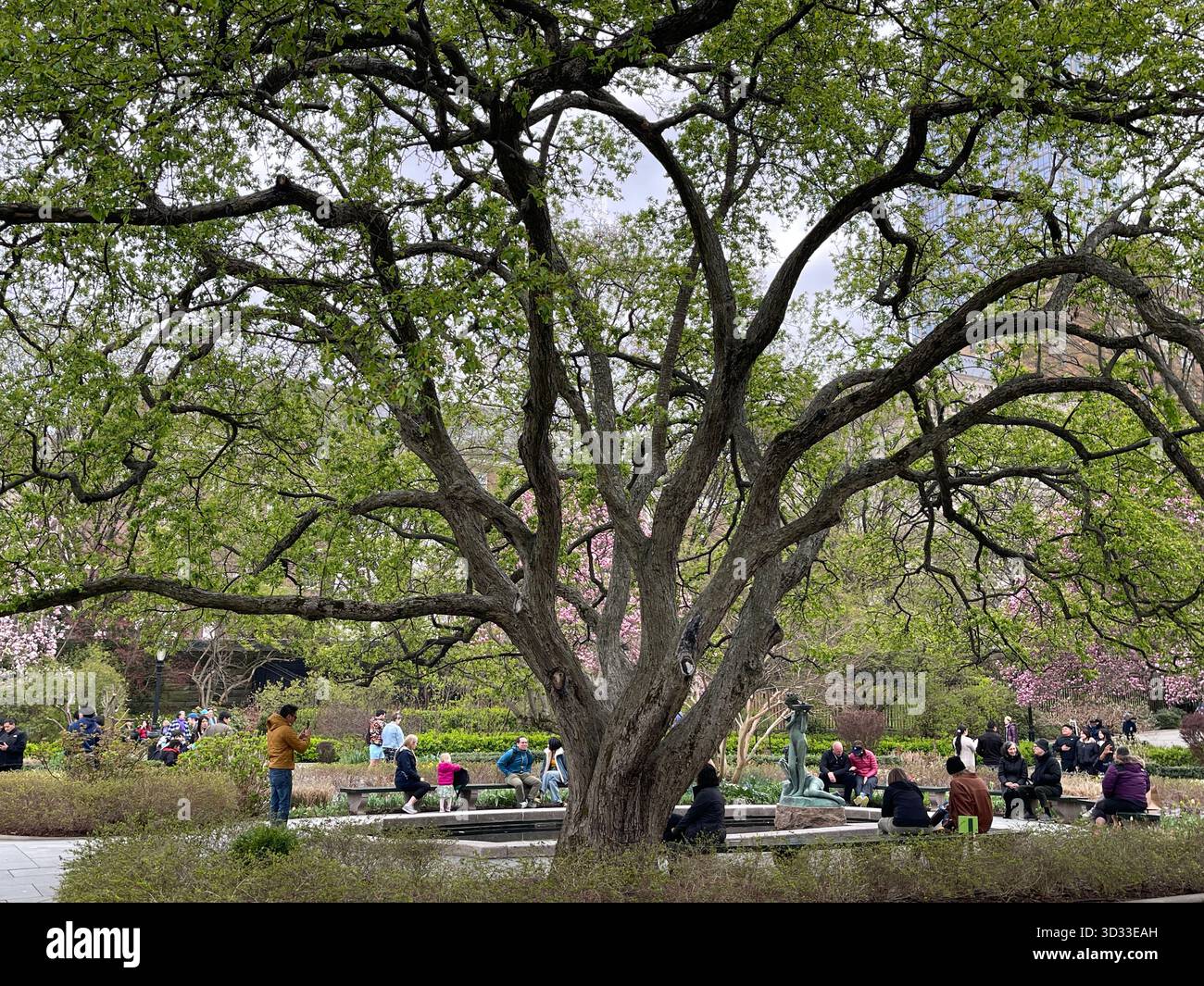Central Park’s Conservatory Garden blooms in vibrant summer greens - Smartphone Captured Stock Image