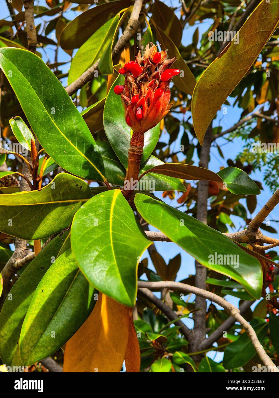 A close-up of the bright red, cone-shaped seed pod of a magnolia against a backdrop of large, leathery, dark green leaves. - Smartphone Captured Stock Image