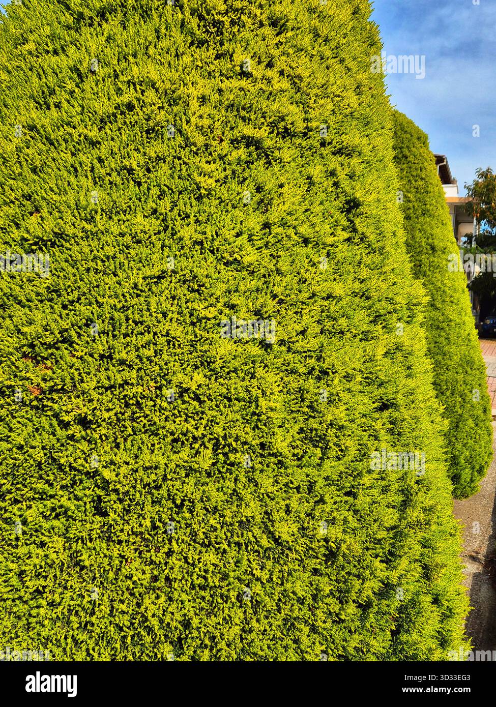 Vertical, dense texture of a well-maintained hedge or wall covered with dense evergreen foliage/needles - Smartphone Captured Stock Image