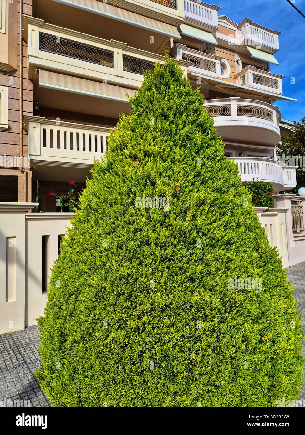 Vertical, dense texture of a well-maintained hedge or wall covered with dense evergreen foliage/needles - Smartphone Captured Stock Image
