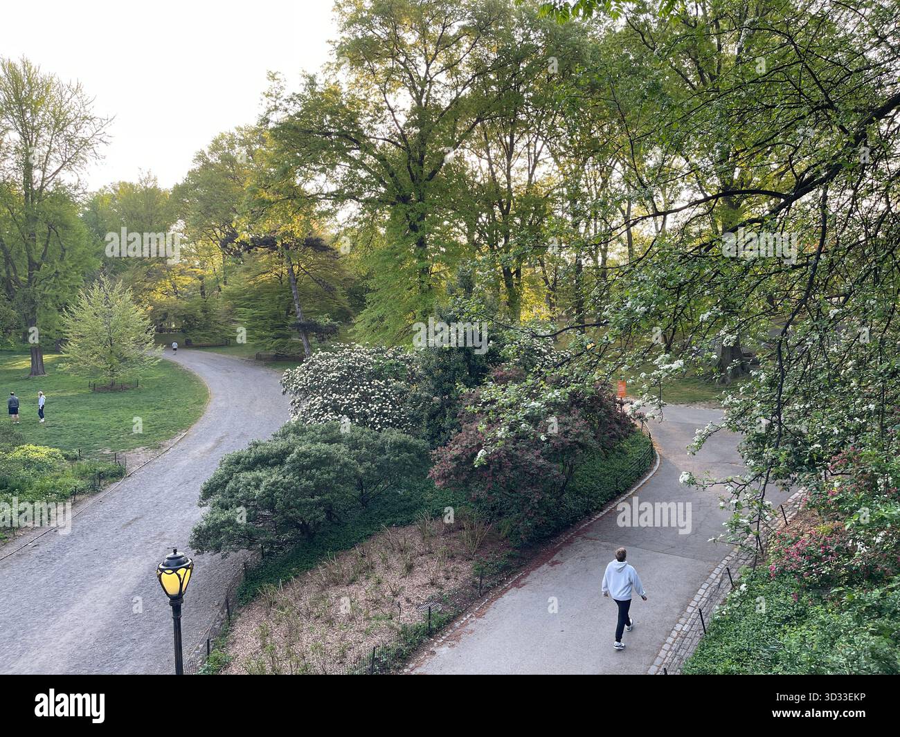 A peaceful morning walk through Central Park’s lush green paths - Smartphone Captured Stock Image