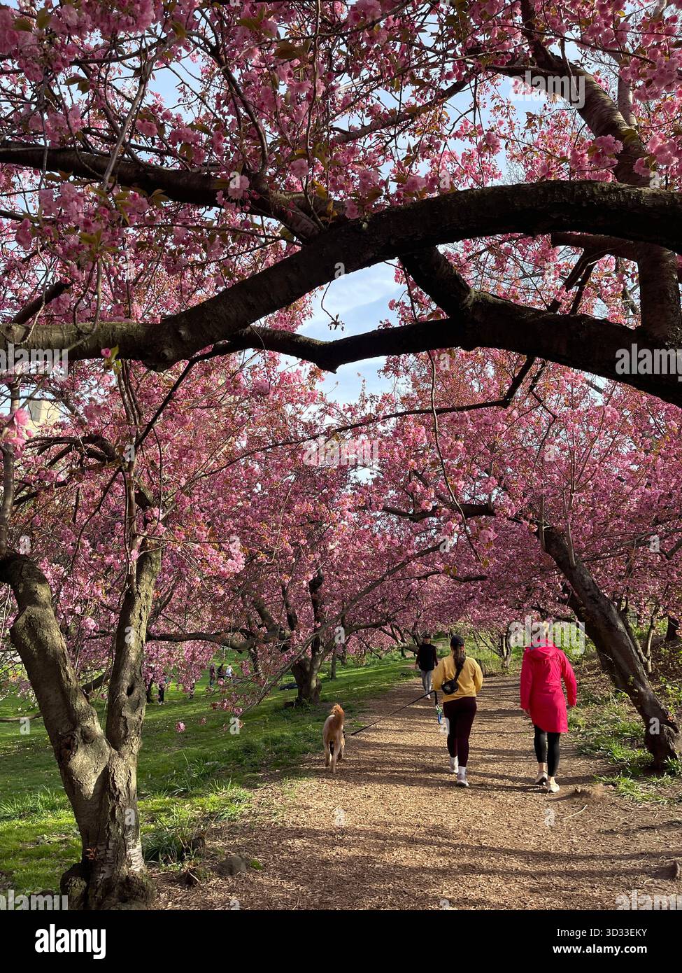 Energy and determination fill the paths of Central Park during a running race. - Smartphone Captured Stock Image
