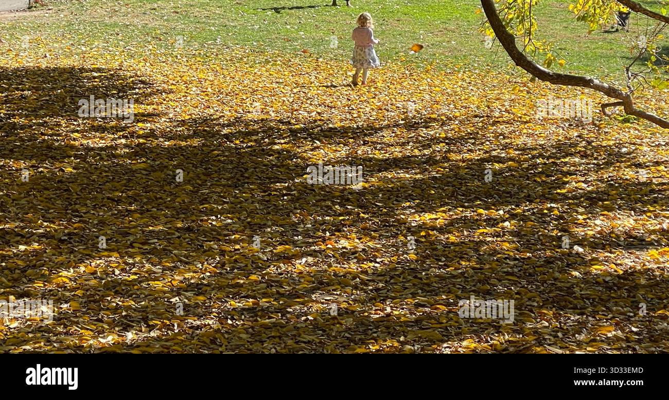 The spirit of autumn in Central Park, New York City - Smartphone Captured Stock Image