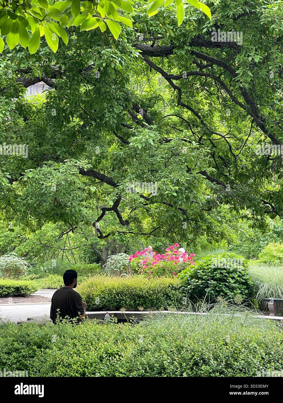 Lost in thought amidst the lush green of Central Park. - Smartphone Captured Stock Image