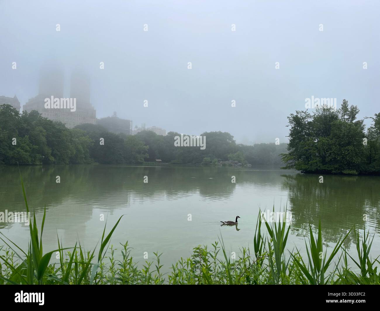 Summer wraps the Lake in lush greenery, reflecting Central Park’s calm beauty. - Smartphone Captured Stock Image
