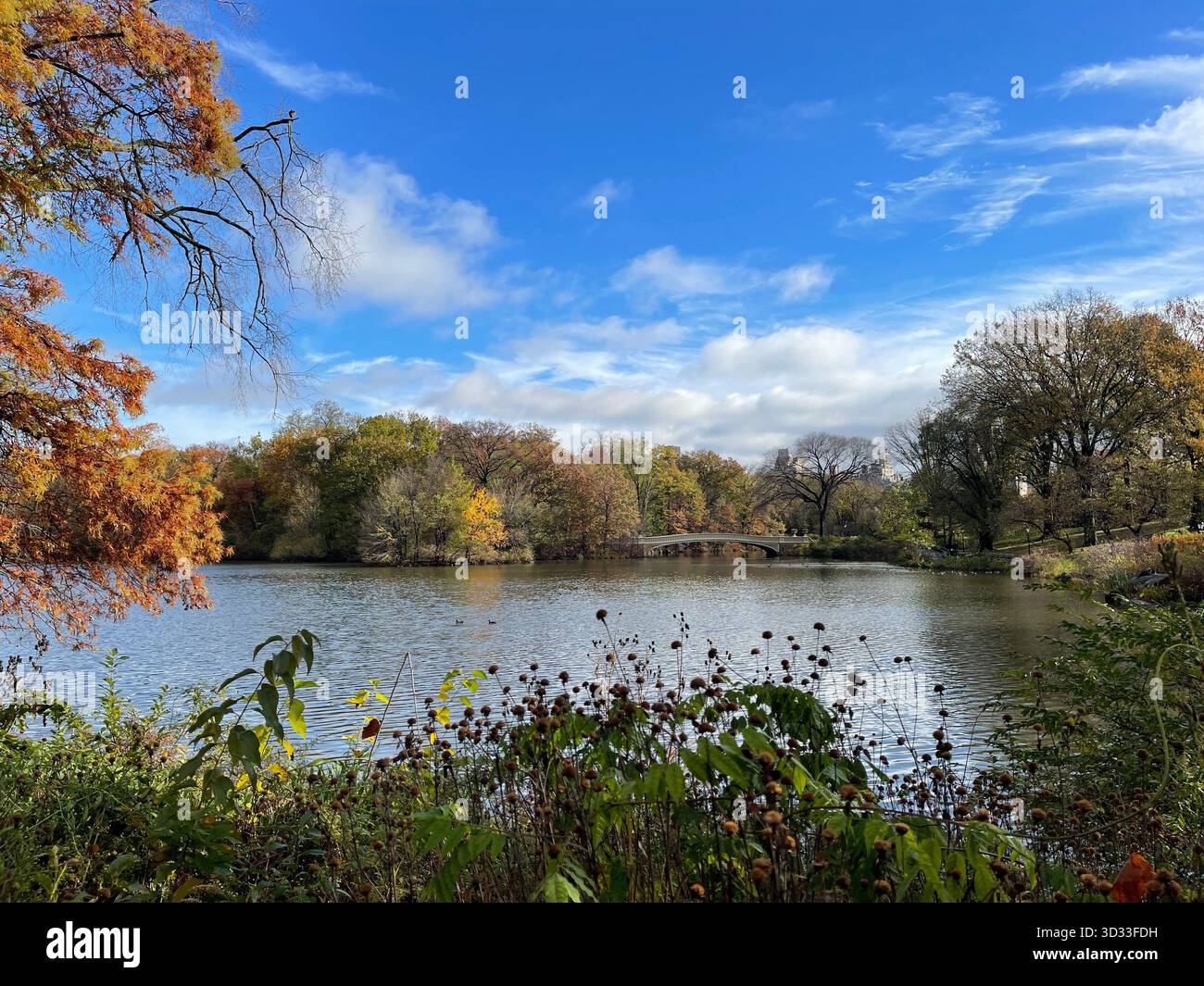 The spirit of autumn in Central Park, New York City - Smartphone Captured Stock Image