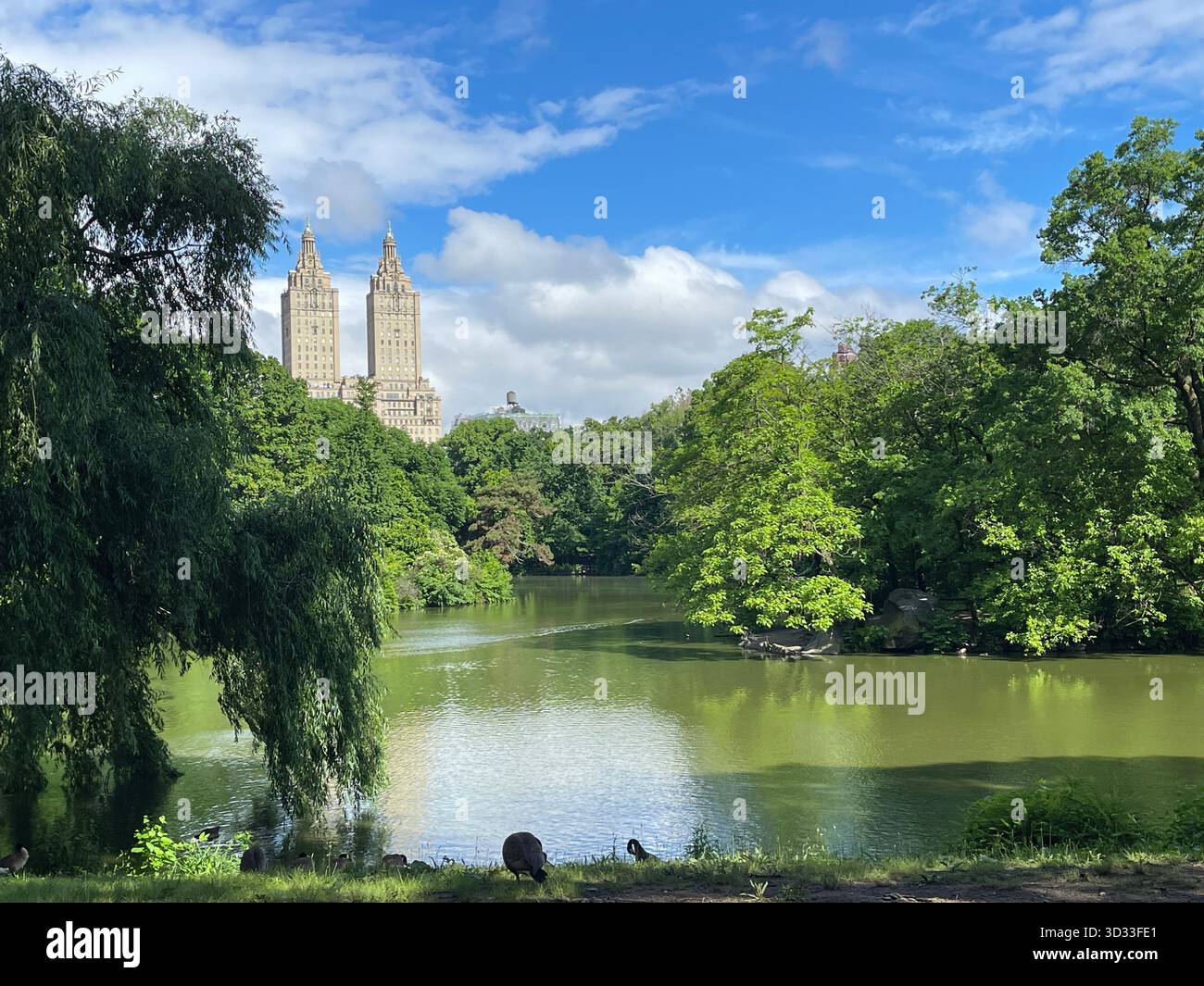 Summer wraps the Lake in lush greenery, reflecting Central Park’s calm beauty. - Smartphone Captured Stock Image
