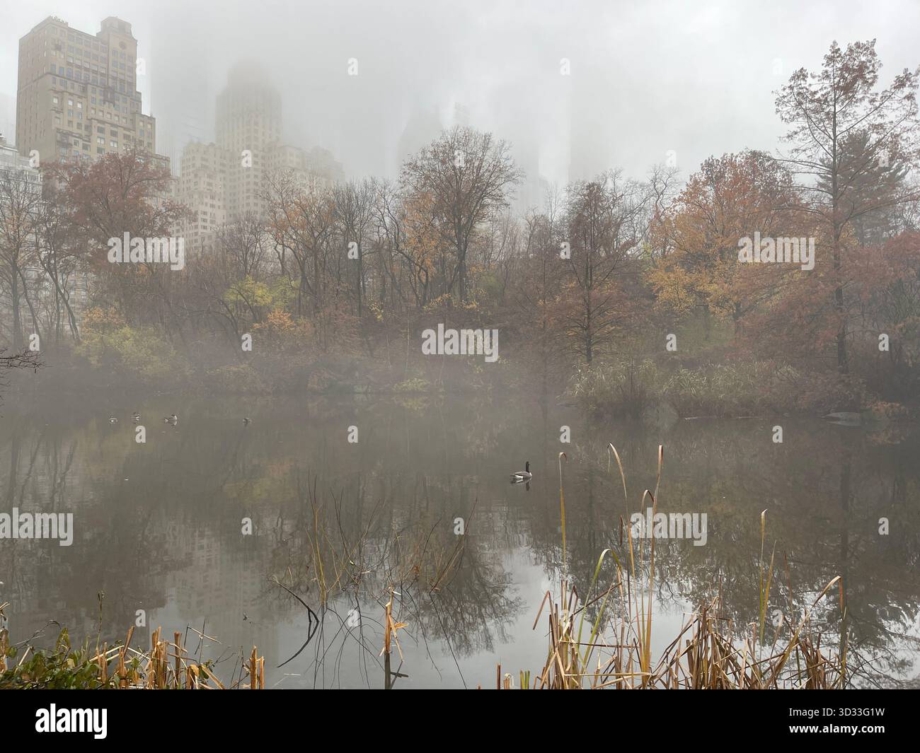 The spirit of autumn in Central Park, New York City - Smartphone Captured Stock Image