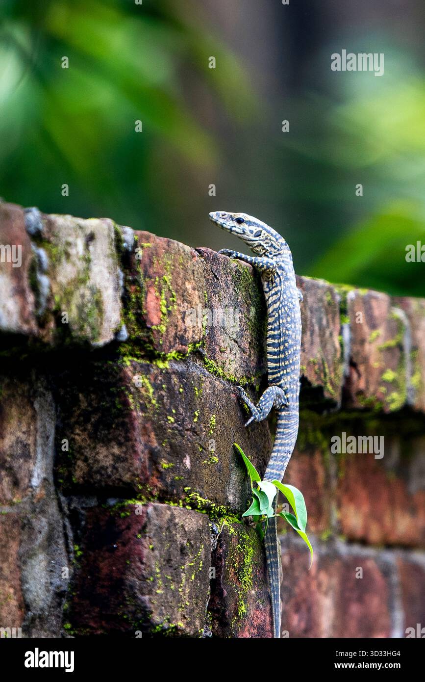 Blue Speckled Monitor Lizard Clinging To Mossy Brick Wall In Lush ...