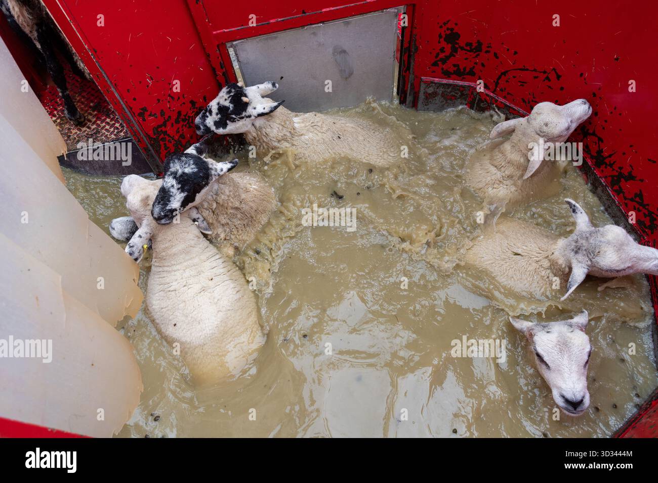 Dipping sheep in a mobile plunge dipper using Organophosphate (OP) dip ...