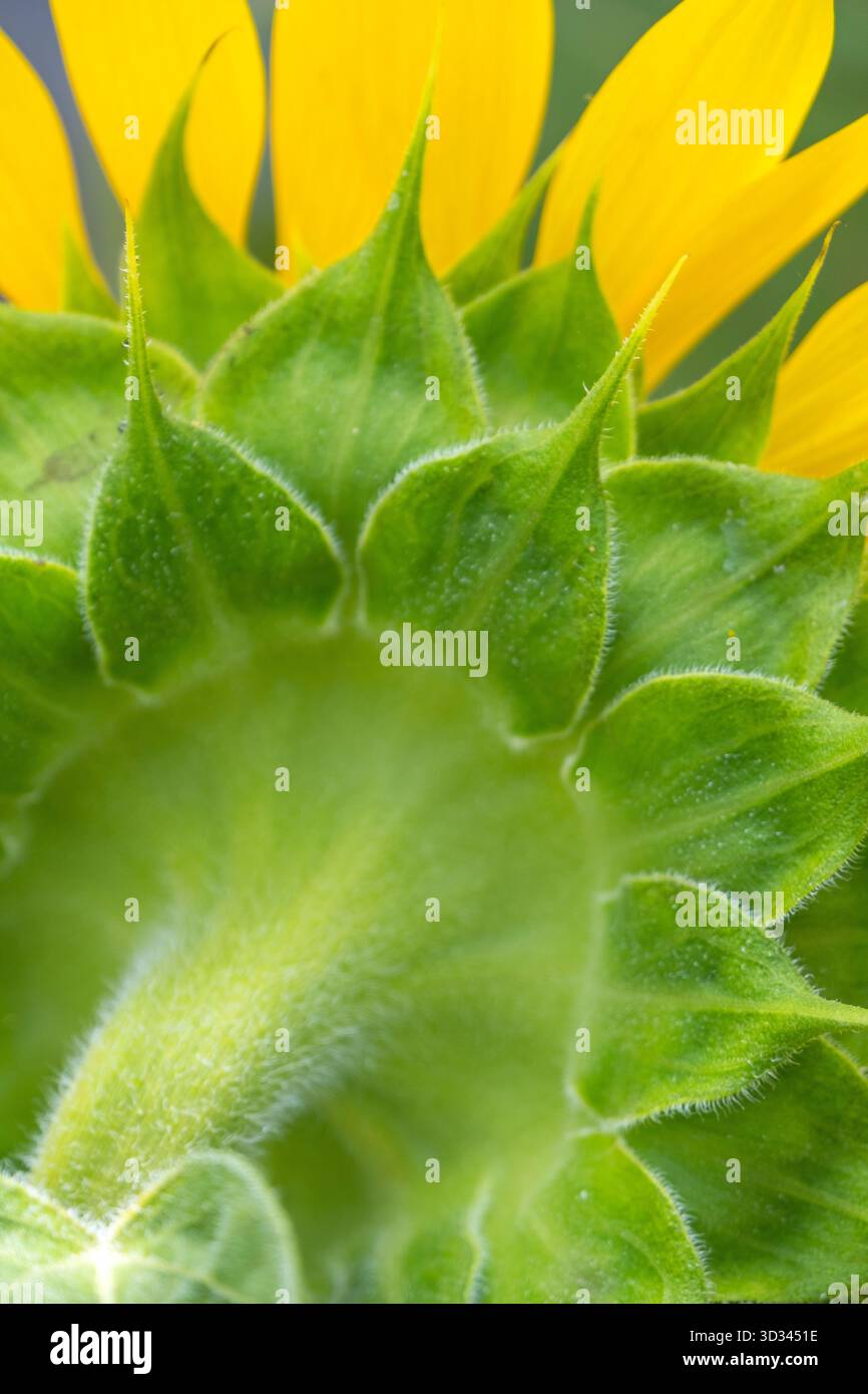 Receptacle of a sunflower flower Stock Photo