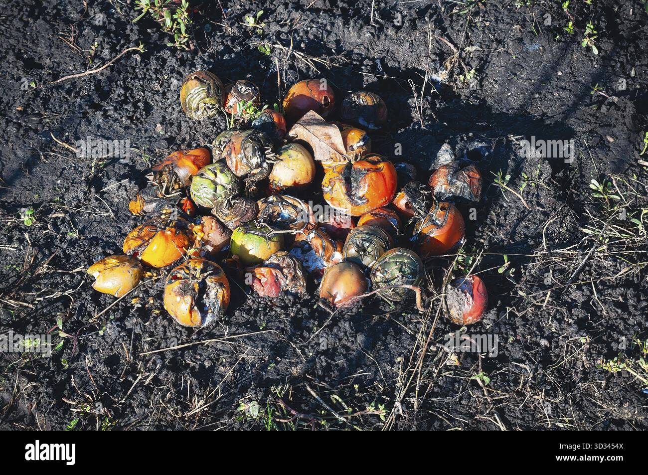 A pile of rotting tomatoes lies on the dark soil, showing signs of ...