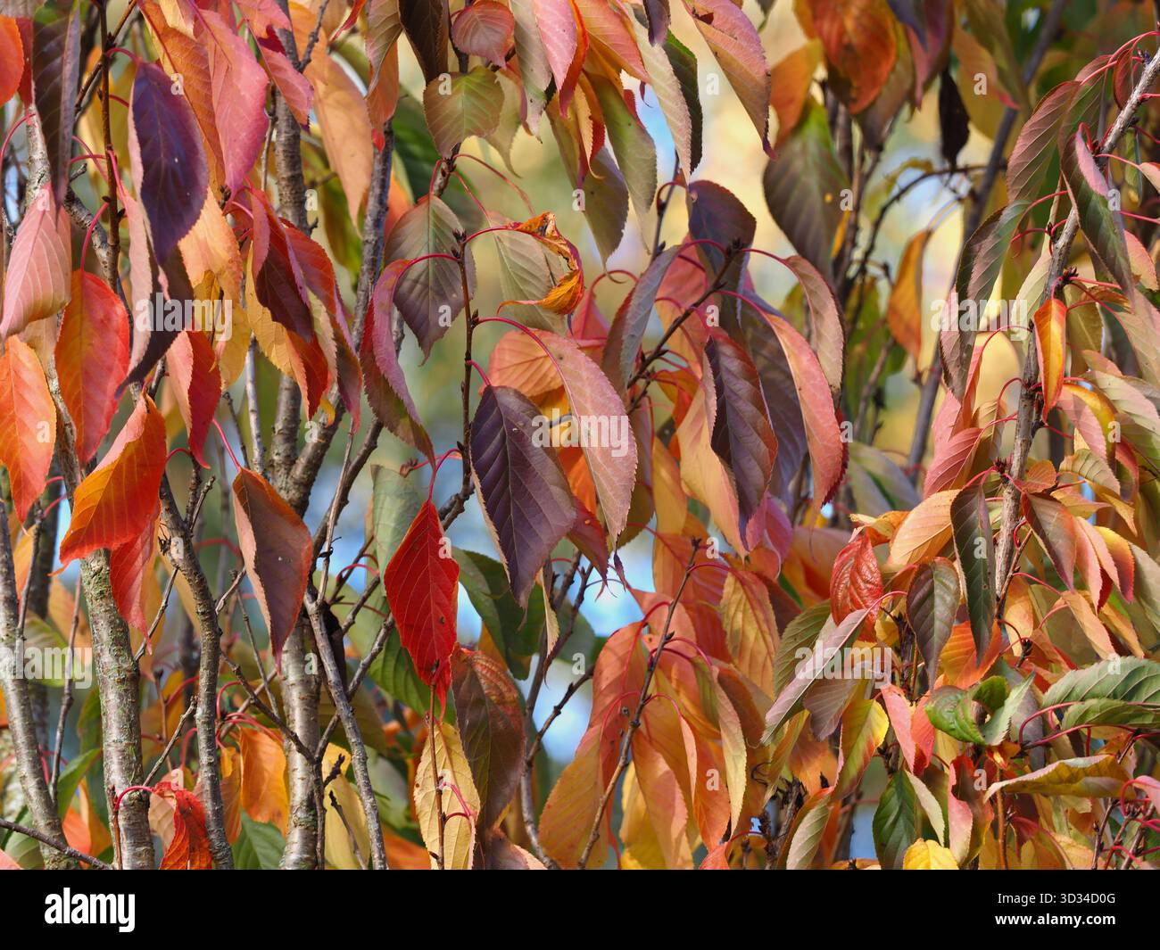 Array of cherry leaves in autumn colours Stock Photo