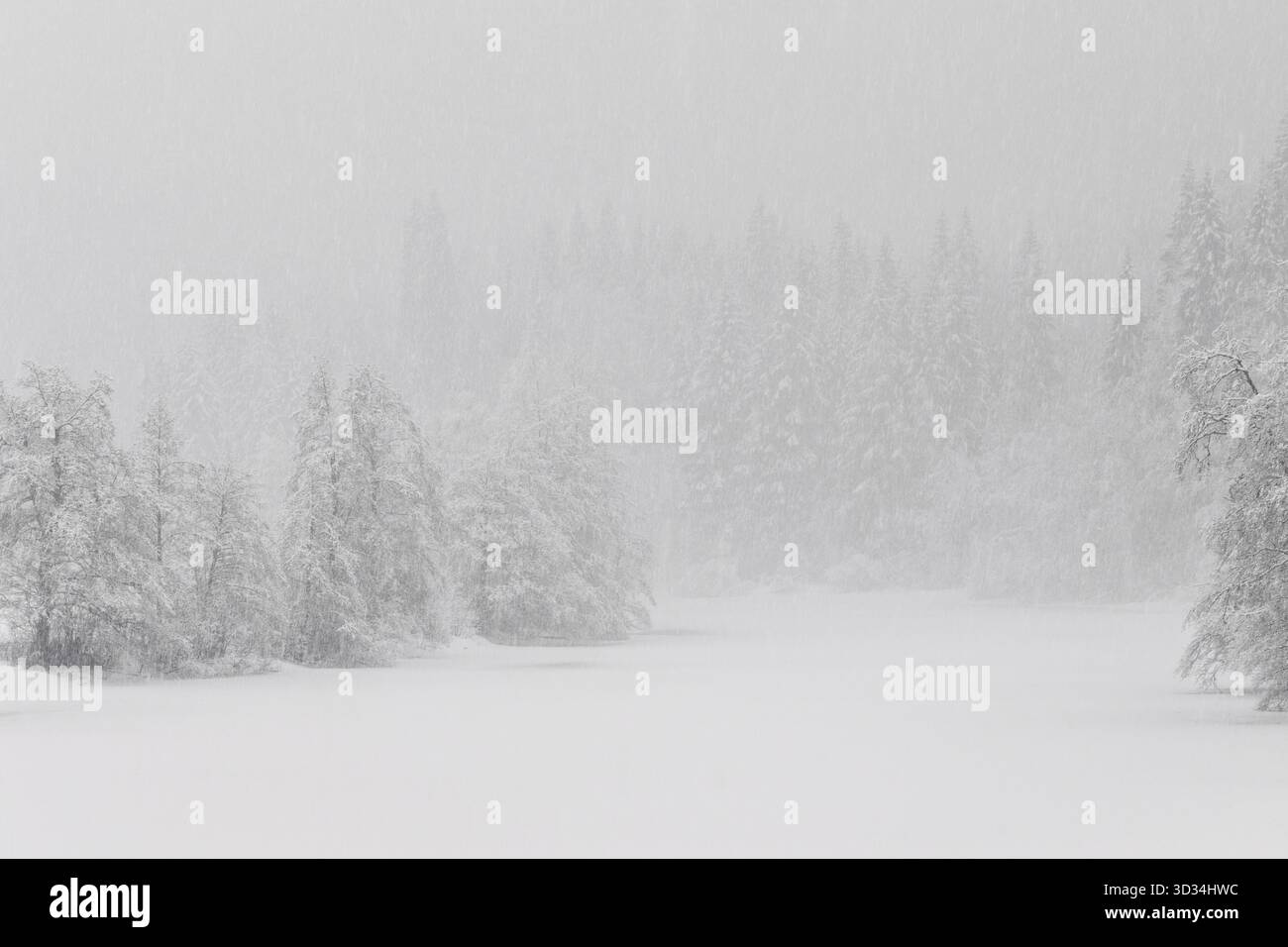 Winter at the frozen lake in the forest, the snowstorm makes the forest ...