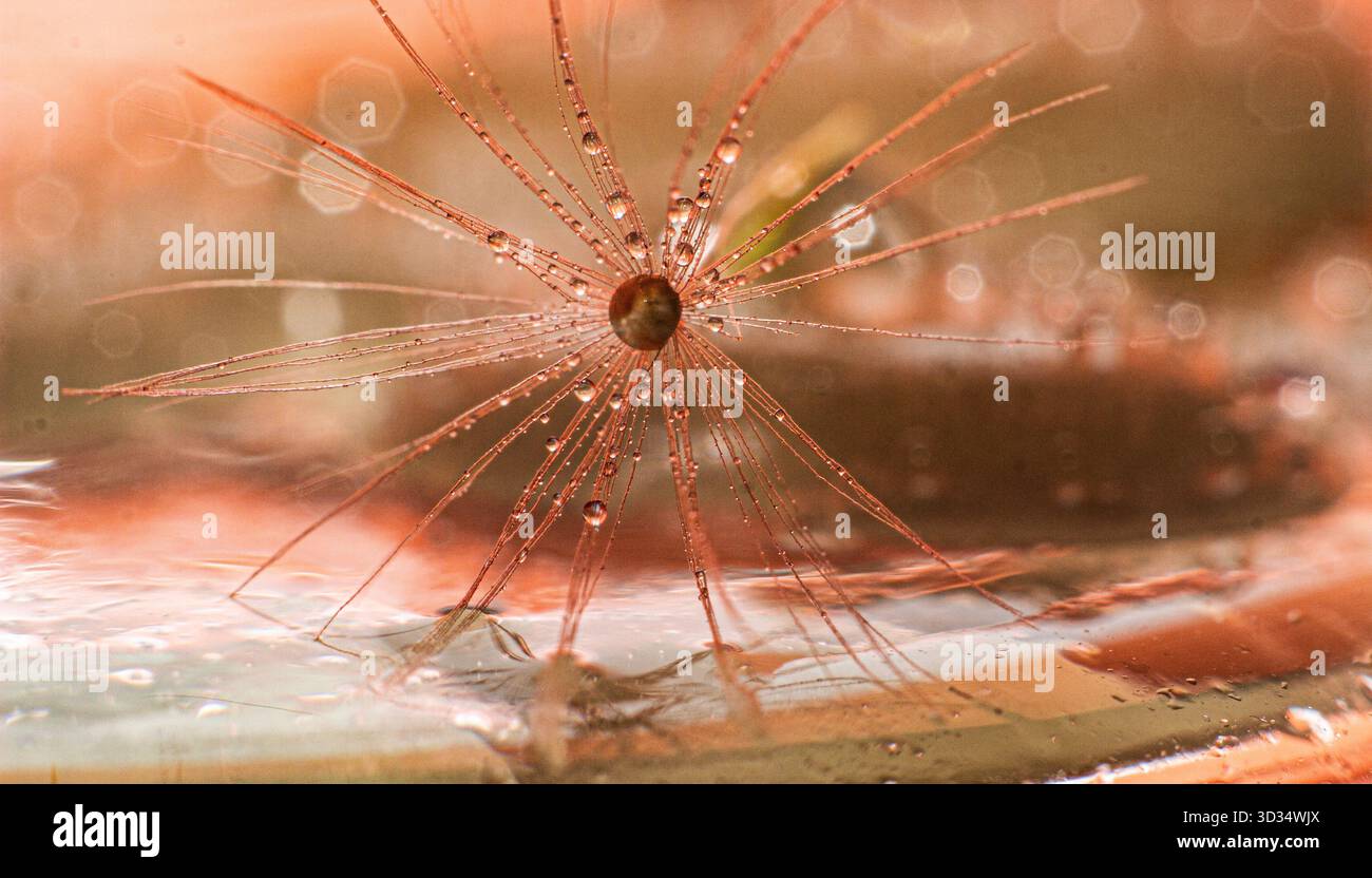Water Droplets on Dandelion Seed Macro Stock Photo