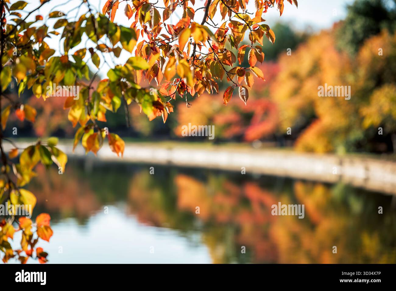Cherry Tree Fall Colors Tidal Basin Washington DC // WASHINGTON DC ...