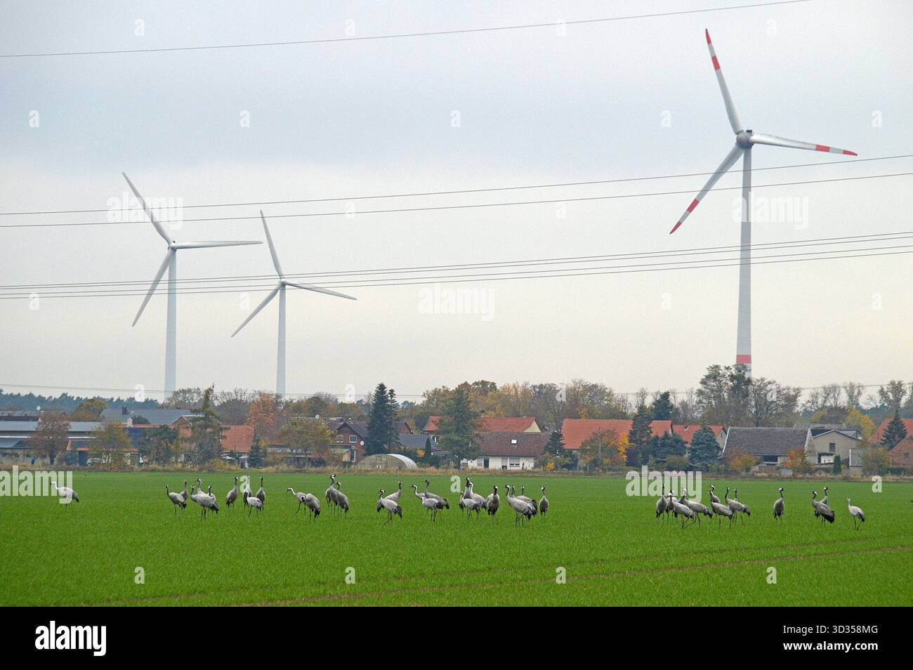 01.11.2025 Kraniche Deutschland/ Sachsen Anhalt/ Altmark/ Altmarkkreis ...