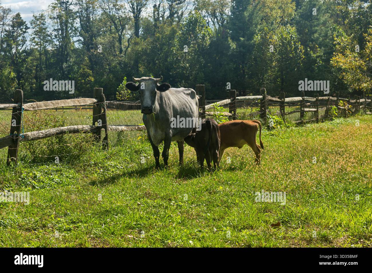 Two calves suck milk from a cow's udder. Landis Valley Village & Farm ...