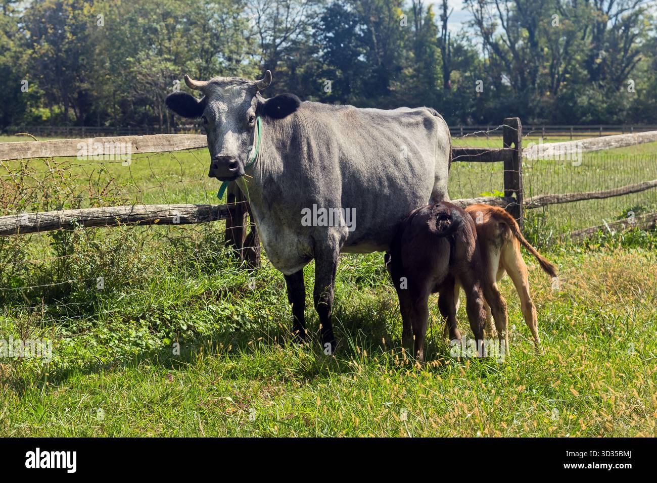 Two calves suck milk from a cow's udder. Landis Valley Village & Farm ...