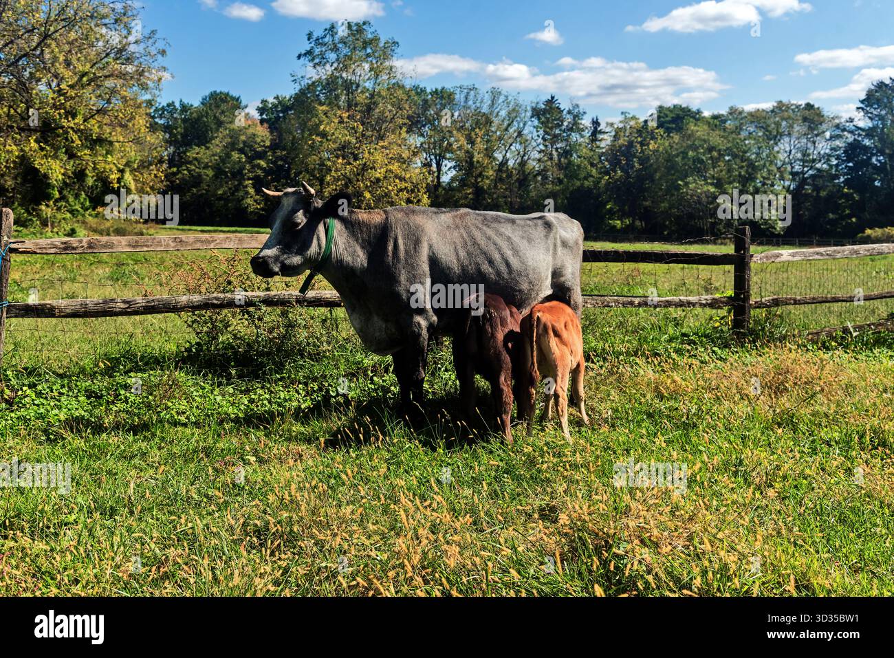 Two calves suck milk from a cow's udder. Landis Valley Village & Farm ...