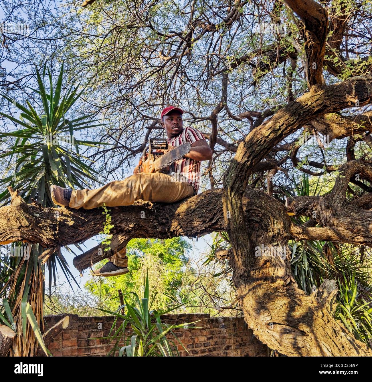 African man with a chainsaw sitting in a tree, cutting acacia branches ...