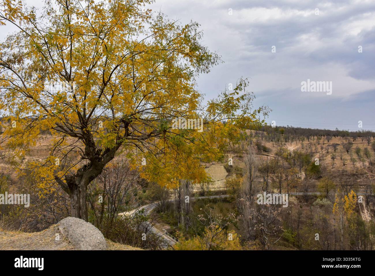A colorful tree is seen on top of the hill during an autumn season in Budgam, about 50kms from Srinagar, the summer capital of Jammu and Kashmir. Autumn, locally known as Harud, is a season of harvesting in Kashmir with trees changing their colours while the day light hours become shorter as winter approaches. Stock Photo
