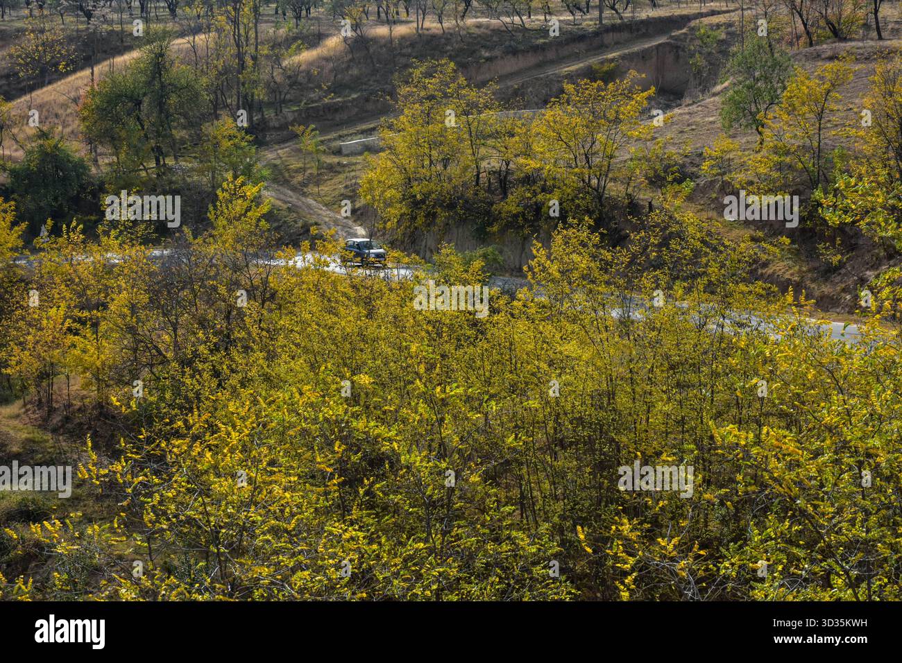 A vehicle moves through the colorful fall foliage during an autumn season in Budgam, about 50kms from Srinagar, the summer capital of Jammu and Kashmir. Autumn, locally known as Harud, is a season of harvesting in Kashmir with trees changing their colours while the day light hours become shorter as winter approaches. Stock Photo