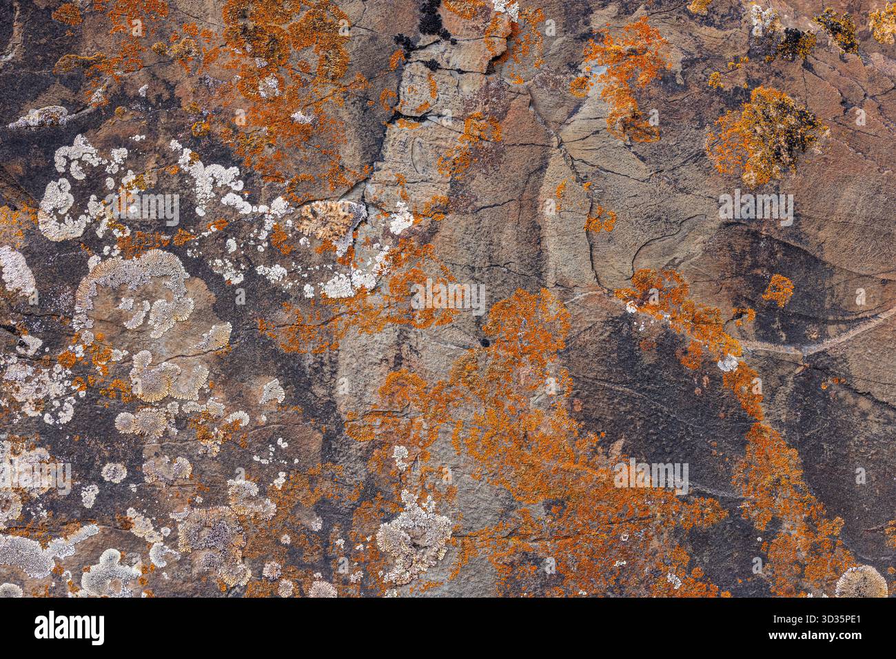 Colorful lichen on rugged sedimentary rock surface in nature Stock ...