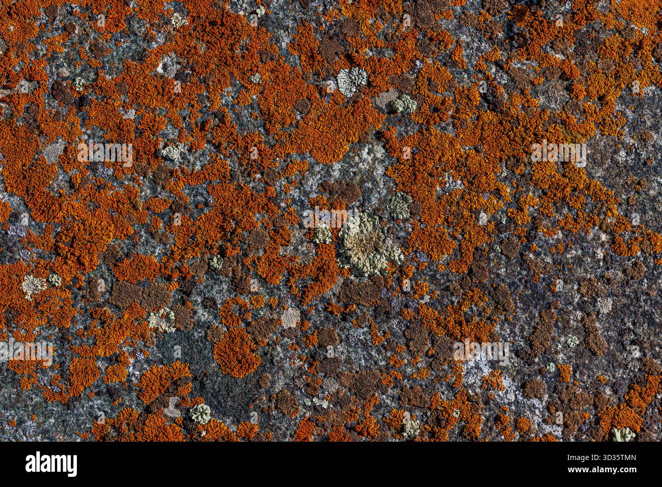Various types of lichen covering rough rock surface outdoors Stock ...