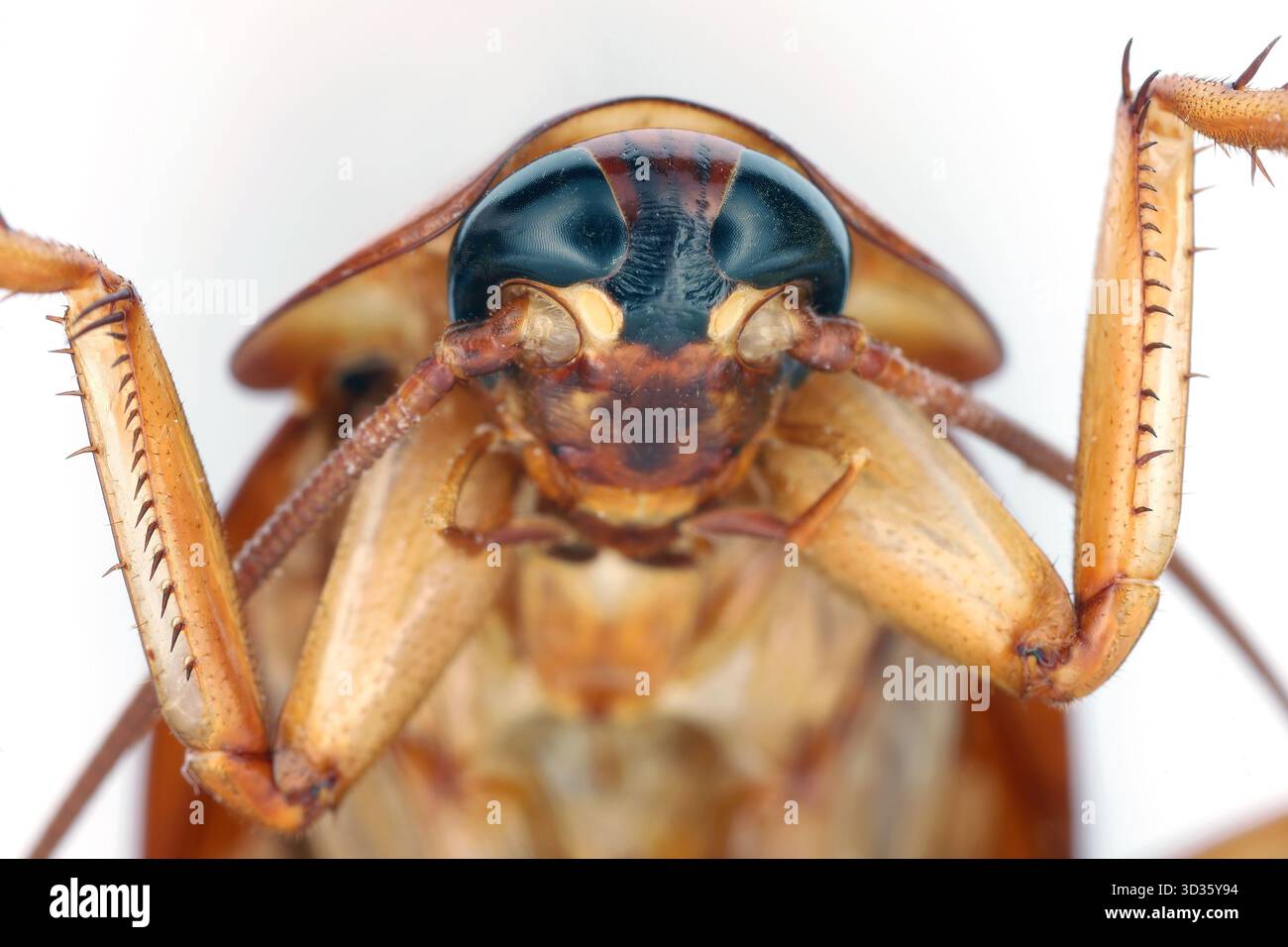 Periplaneta americana, face detail of American Cockroach. Stock Photo