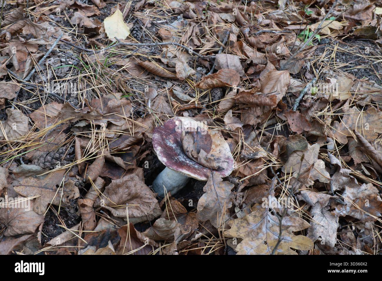 Mushroom emerging from forest hi-res stock photography and images - Alamy