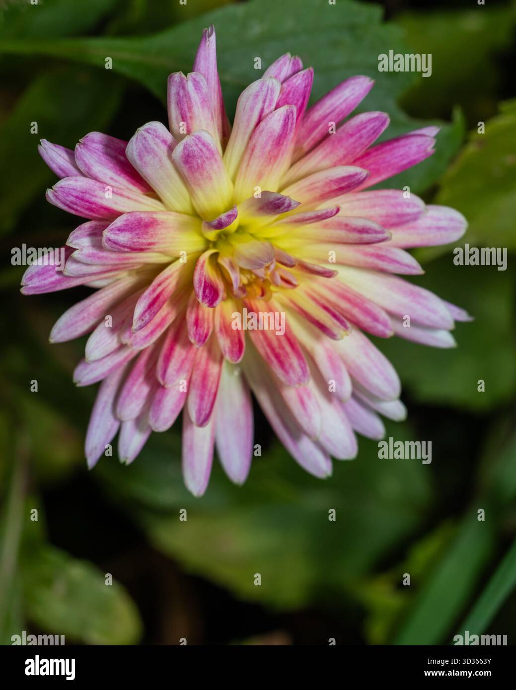 Close-up macro of a blooming pink and white dahlia flower. The detailed shot highlights petal structure, natural color tones, and garden lighting for Stock Photo