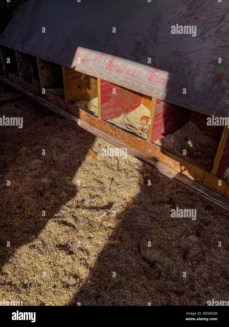 Sunlight filters into a rustic chicken coop, highlighting a wooden nesting area and a dusty sawdust floor. The red wood walls and shadows create a qui - Smartphone Captured Stock Image