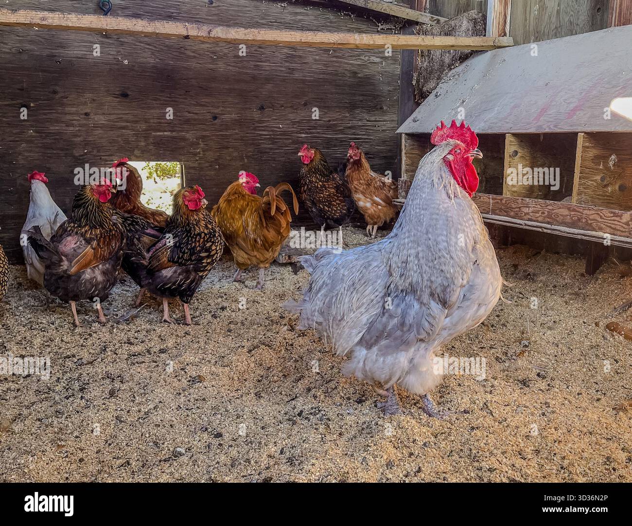 A large silver rooster stands among a group of colorful hens inside a rustic wood coop. Sunlight enters through a small opening, creating a calm farmy - Smartphone Captured Stock Image