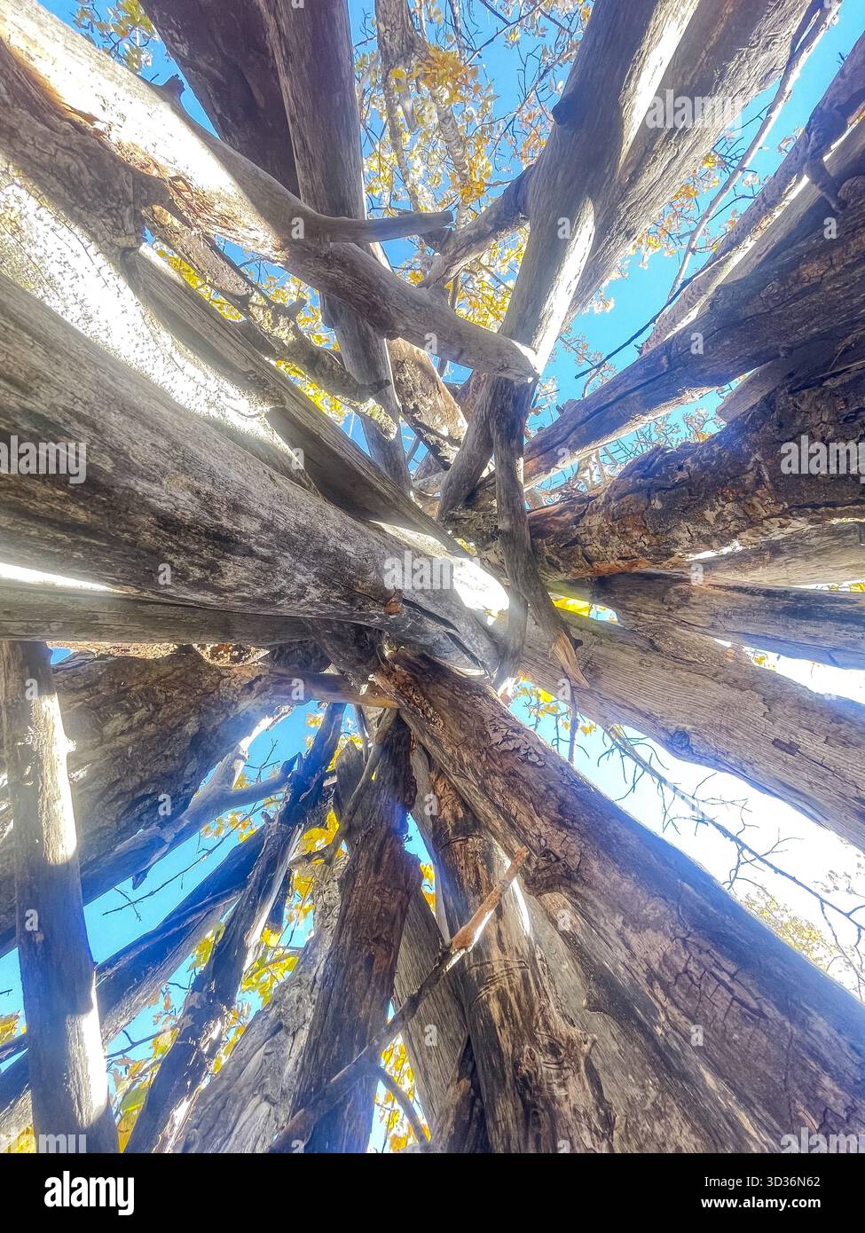 Perspective from beneath a dense network of weathered tree trunks reveals intertwined limbs against a clear blue sky, highlighting rugged bark, autumn - Smartphone Captured Stock Image