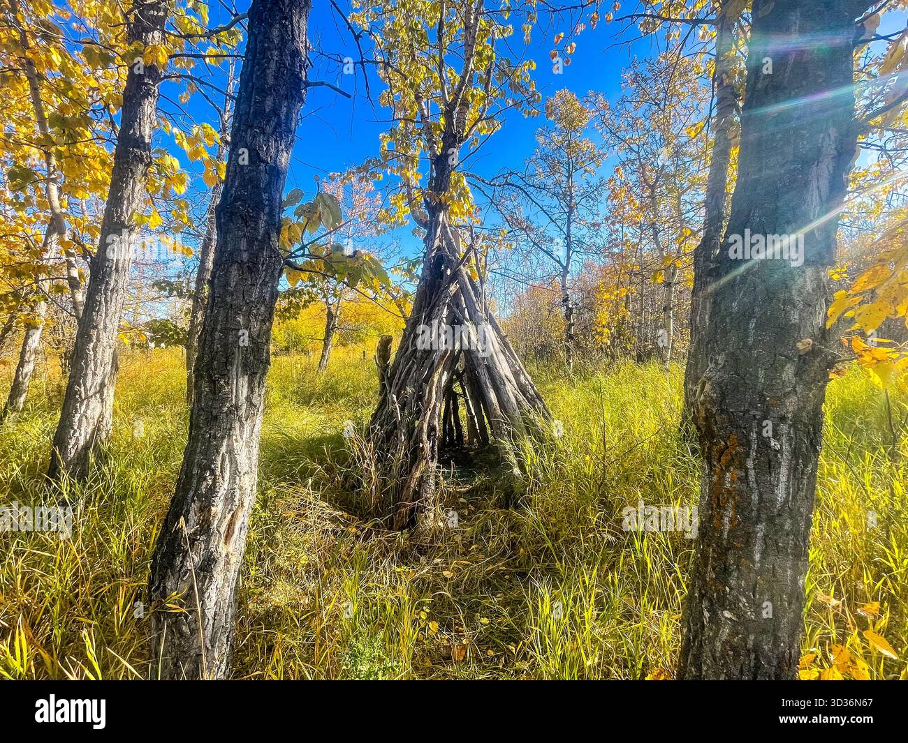 A sunlit autumn clearing features slender birch trunks, golden grasses, and a rustic teepee built from weathered branches. The tranquil scene evokes o - Smartphone Captured Stock Image