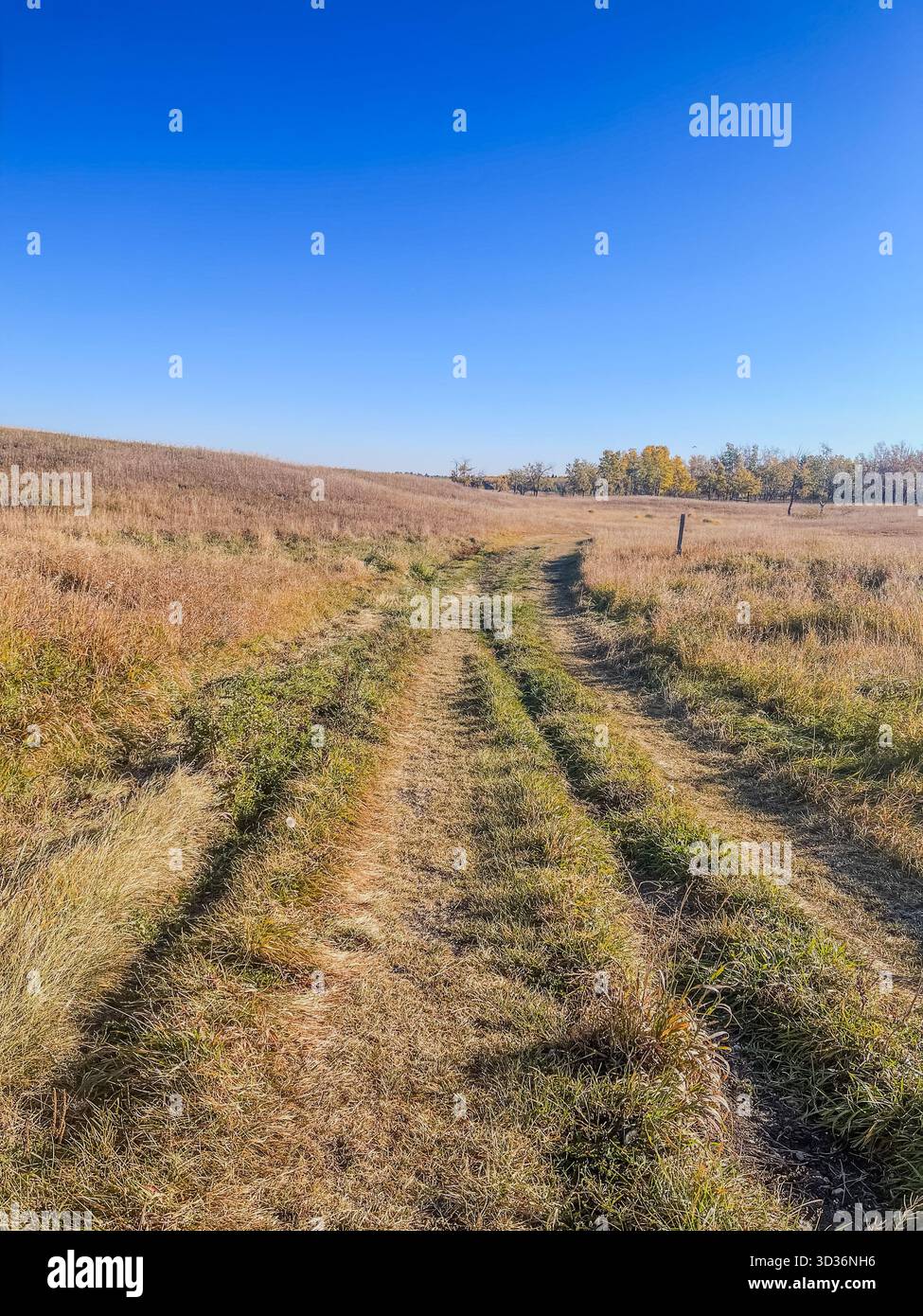 A rural dirt road winds through a golden meadow beneath a vivid blue sky, capturing open space, autumn light, and a peaceful countryside atmosphere. - Smartphone Captured Stock Image